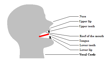 Kỹ năng phát âm trong tiếng anh - Ảnh 1